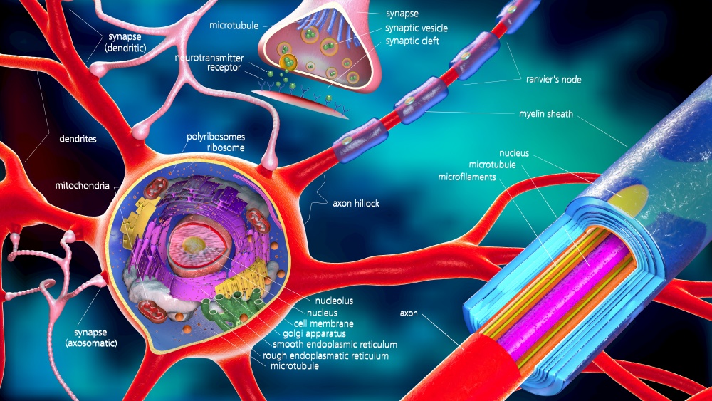 Mitochondria: Key to Brain Health