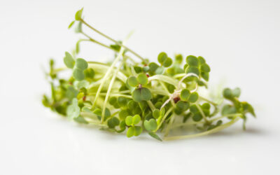 Step by Step Guide To Growing Broccoli Sprouts