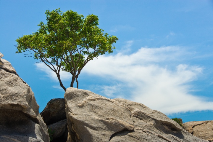 tree on a rocky mountain