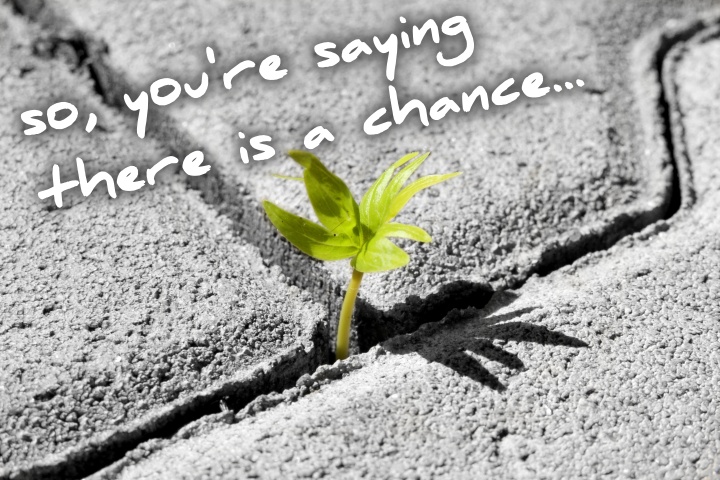 plant growing up through a paver with the words "so, you're saying there is a chance"